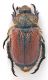 Comb1055_28crc.jpg