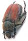 Comb1056_48crc.jpg