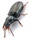 Comb1061_86crc.jpg