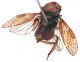 Comb1046_36crc.jpg