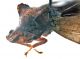 Comb1044_39crc.jpg