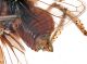 Comb1045_39crc.jpg