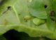 Cassida 04.jpg