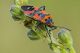 Lygaeus_equestris_1024.jpg