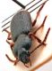 Comb1063_86crc2.jpg