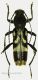 Chlorophorus figuratus 9,8 mm.jpg