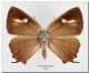 Favonius ultramarinus_female_Ussuri Reg_filtered.jpg
