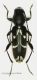 Chlorophorus sartor. 8,6 mm.jpg