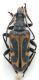 Comb1067_18crc.jpg