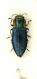 (Buprestide) Anthaxia anatolica ferulae (Gené, 1839).JPG