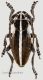 _Dorcadion arenarium 12,5 mm forc. canap. 10.5.92.jpg