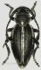 Dorcodium etruscus 15 mm,.jpg
