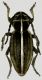 Dorcodium etruscus.jpg