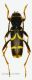 Clytus arietis 8,9 mm-.jpg