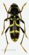 Clytus r 8 m.jpg