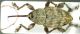 Curculio pellitus.jpg