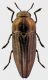 Sphenoptera-gemmata.jpg