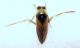 Notonecta (Notonecta) maculata Fabricius, 1794 - Notonectidae .JPG