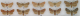 Immagine.png