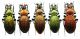 Carabus (Ohomopterus) insulicola insulicola Chaudoir, 1869 - Kopie.JPG