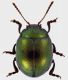 Chrysolina-hemisphaerica.jpg