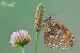 IMG_4621_900_2013_8_11.jpg