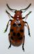 Crioceris duodecimpunctata a.jpg