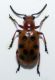 Crioceris duodecimpunctata b.jpg