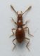 scidmenide 1 b.jpg