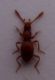 scidmenide 1 a.jpg