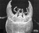 3-Ocypus-visioneinf.jpg
