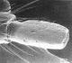 13-Ocypus(Matidus)-palpimax.jpg