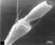 12-Ocypus_olens-palpilabiali.jpg