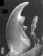 8-Ocypus-mandiboladx.jpg