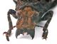 Comb1095_77crc.jpg