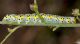 bruco2_rezzo_IMG_9518a.jpg
