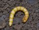 Larva_tenebrionidae_1134.jpg