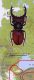 Lucanus s. str. 12 tabule.jpg