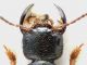 Staphylinidae_Focene_16-X-2013_14mm_grey_2.jpg