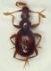 Bryaxis x1a  Pian Fugazze Vallarsa 18.X.2013  1,7mm.JPG