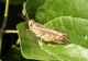 Calliptamus cfr barbarus Meteora GR 30-06-13 086xx.jpg