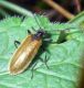 Lagria sp. (28-7-13 Trigoniero).jpg