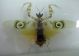 Creoboter-Pseudocreobotra sp..jpg