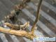 20131012_Geomantis larvoides-01.jpg