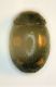 (Coccinellide) Platynaspis cf. luteorubra.JPG