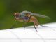 Anthomyiidae_dittero_minatore_Chenopodium_album (2).jpg