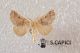 Crocallis sp ♂ 09152013 Natoli.jpg