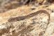 Montecristo Podarcis muralis calabresiae.JPG