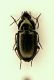 (Carabide) Amara sp..JPG