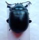 Crysomelidae1.jpg